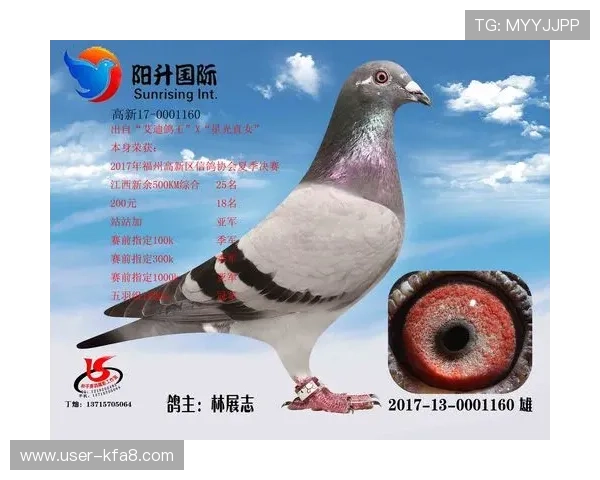 详解AG国际手机登录常见问题及解决方案，确保每一次登录都顺畅无阻